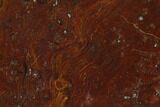 Polished Stromatolite Slab - Minnesota #150539-1